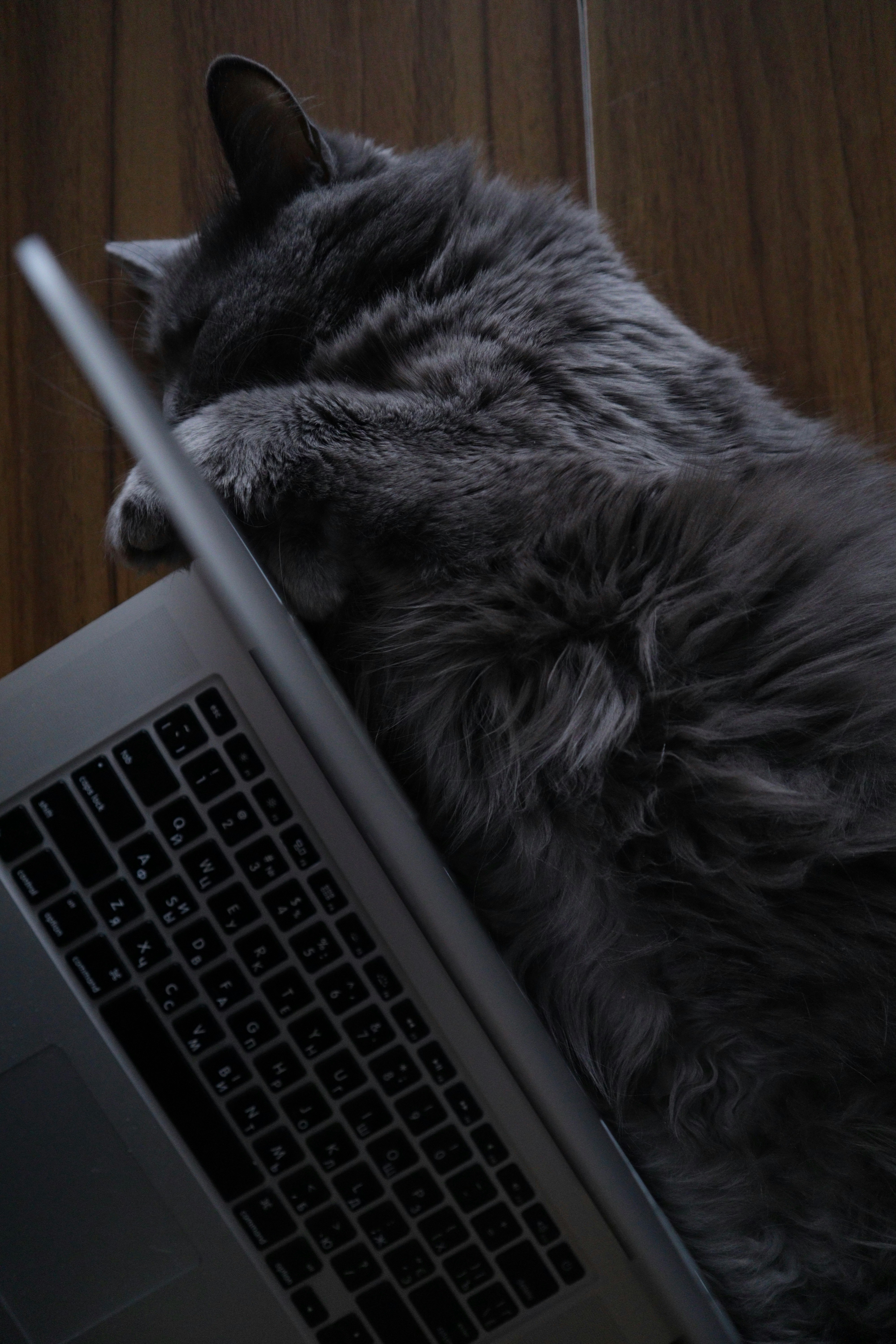 Cat observing AI-powered email generation process automating landlord communication