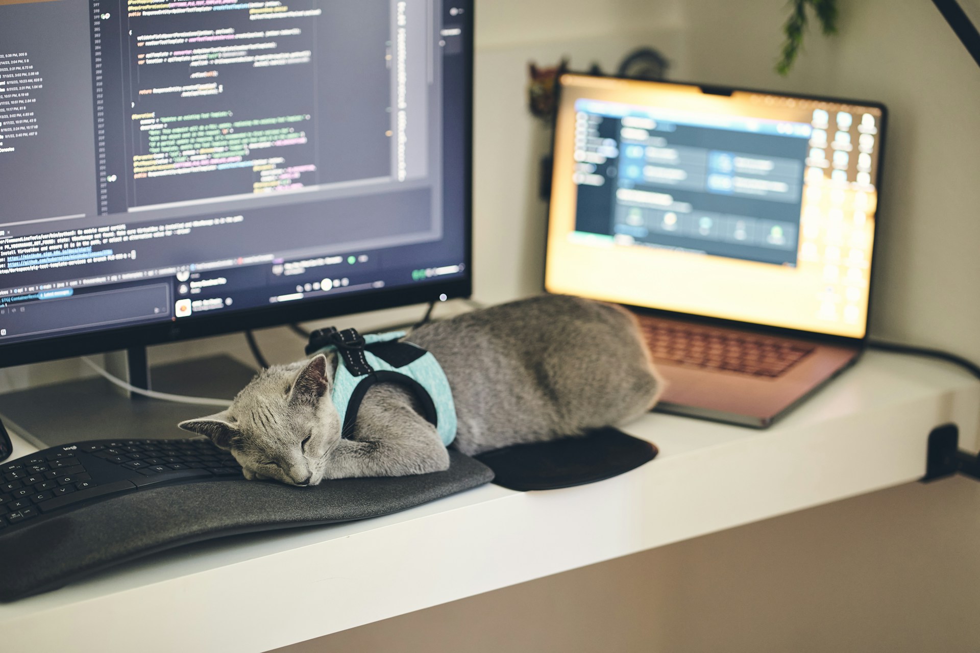 Cat supervising debugging and refactoring of photo upload component for mobile browsers